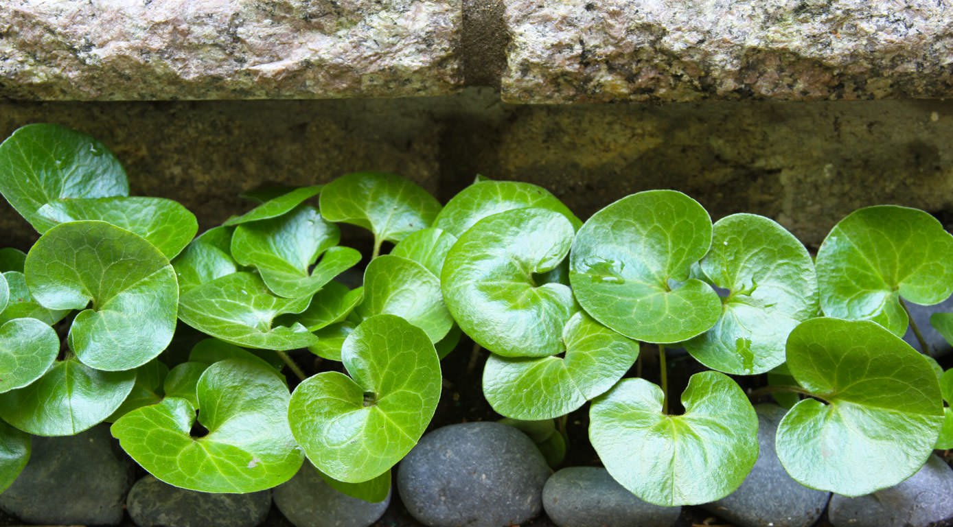 garden-care-gardisans