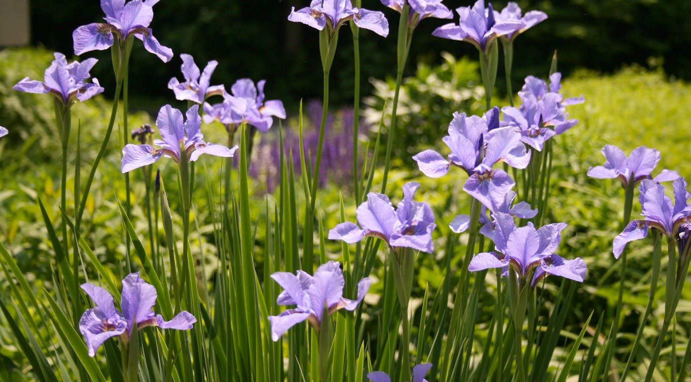 garden-landscape-design-boston