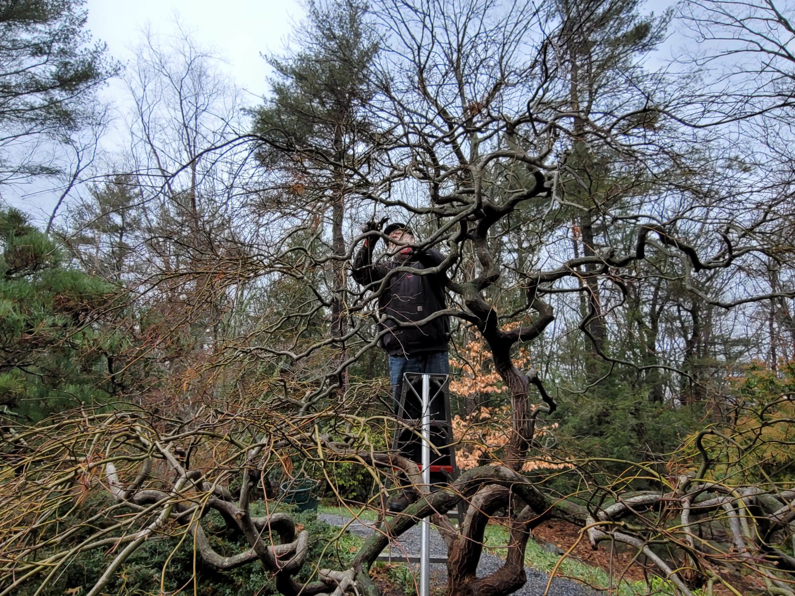 Winter Pruning